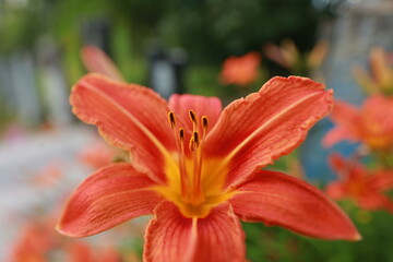 bright red lily flowers behind grave fence in cemetery