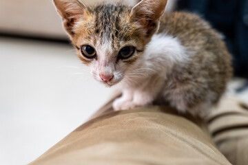 Curious kitten exploring its environment with innocence