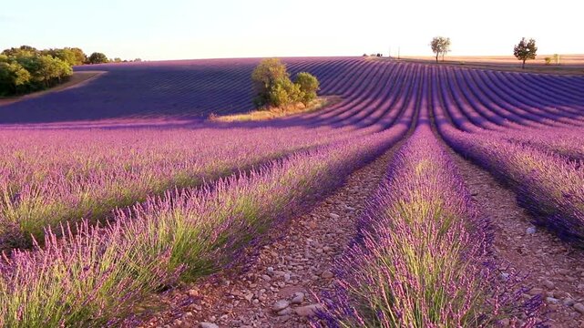 Champs de lavandes en fleurs recouvrant une colline.
