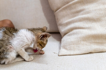 Cute kitten grooming itself on a cozy couch