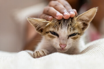 Cute kitten getting affection from its owner at home