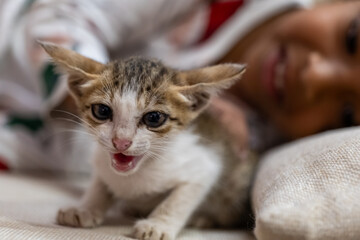 Playful kitten cuddling with a child in a cozy setting