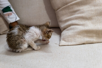 Playful kitten grooming on a sofa in a cozy home