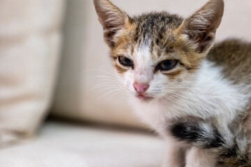 Playful kitten with distinctive markings resting indoors