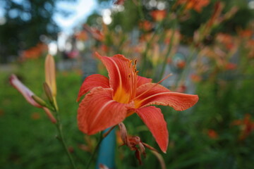 bright red lily flowers behind grave fence in cemetery