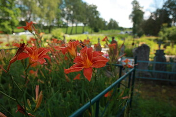 bright red lily flowers behind grave fence in cemetery