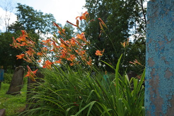 bright red lily flowers behind grave fence in cemetery