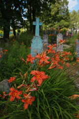 bright red lily flowers behind grave fence in cemetery