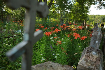 bright red lily flowers behind grave fence in cemetery