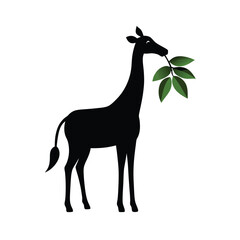 Fototapeta premium Giraffe silhouette eating leaves from tall tree branch representing nature on white background