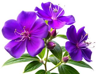 Tibouchina urvilleana (Princess Flower) generative ai