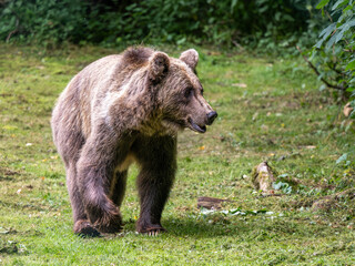 Braunbär