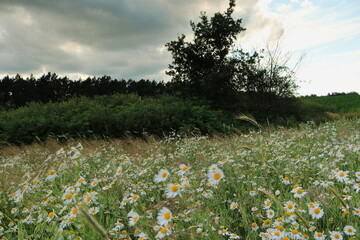 Rumianek © Ireneusz