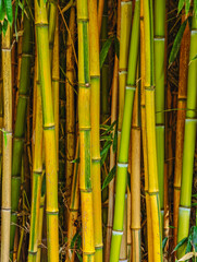 Bamboo Stalks Close-Up — Natural Green and Yellow Bamboo Texture, Vibrant High-Resolution...