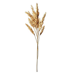 Dried pampas grass bouquet, light beige, multiple stems bundled together, long, slender leaves, feathery plumes, isolated on black background