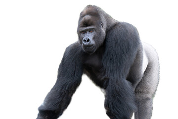 western lowland gorilla isolated on white background