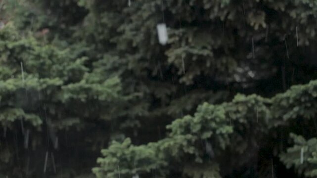 Snow falling in front of blurry out of focus green pine tree background. Winter nature theme.