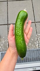 Fresh green cucumber lying on a human hand, outdoor setting with tiled floor and metal grate in background. Organic gardening harvest, homegrown vegetable. Natural light, top view.