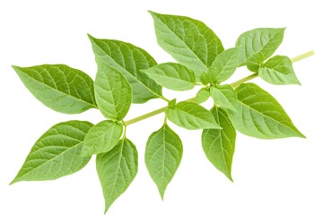 Fresh green leaves on a branch, isolated on white background, providing natural beauty and vibrancy
