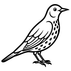 Song Thrush Outline Vector
