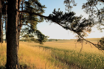 Na brzegu lasu © Ireneusz