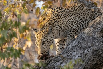 Leopard descends from a tree while carrying its recent hunt in the wild