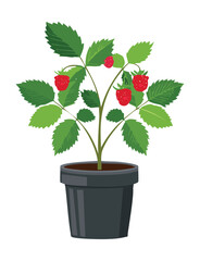 Raspberry Plant in Tall Pot