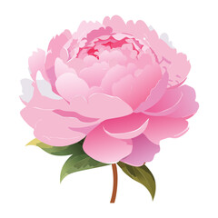 Soft Pink Peony Flower with Green Stem Illustration