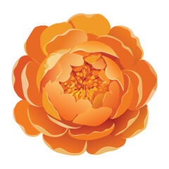 Vivid Orange Peony Flower Detailed Petals Illustration