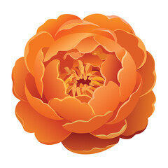 Radiant Orange Peony Flower Full Bloom Artwork