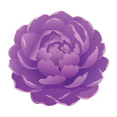 Lush Purple Peony Flower Vibrant Petals Artwork
