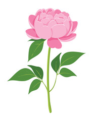 Pretty Pink Flower Stem Blooming Botanical Illustration