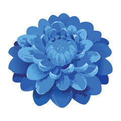 Calm Blue Chrysanthemum Round Shape Flower Illustration