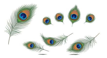 Obraz premium A collection of eight peacock feathers with distinct eye patterns arranged on a white background image art