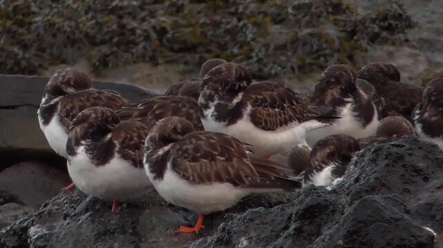 Ruddy Turnstones (Arenaria interpres) Roosting on Rocks by the Sea