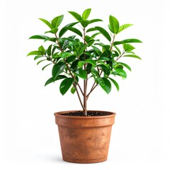 Potted Plant With Lush Green Foliage On White