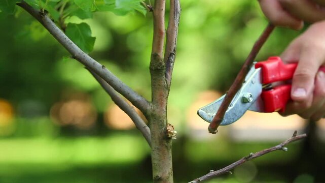 sanitary pruning of garden trees, apple tree pruning, a gardener cuts off a dry branch with pruning shears