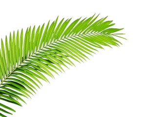 Obraz premium A vibrant green palm frond curves across a clean white background showcasing delicate leaf textures and light patterns
