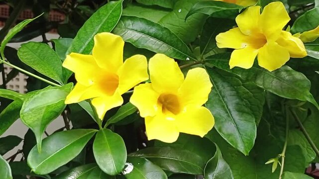 Footage video Bunga alamanda (Alamanda Cathartica) berasal dari daerah tropis di Amerika Tengah dan Selatan, khususnya banyak ditemukan di Brasil. Tanaman ini tumbuh subur di bawah sinar matahari