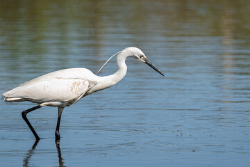 Aigrette garzette