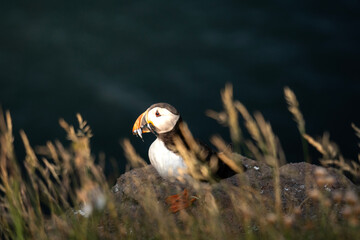 Puffins on the Cliffs of Scotland