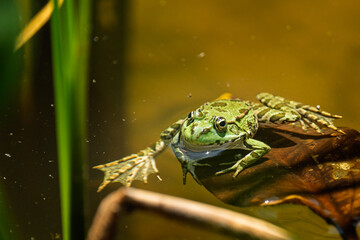 Grenouille Verte