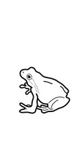 frog illustration