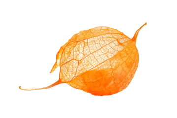 Purple daisies floral collection botanical illustration