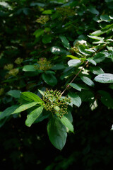 Blooming chestnut