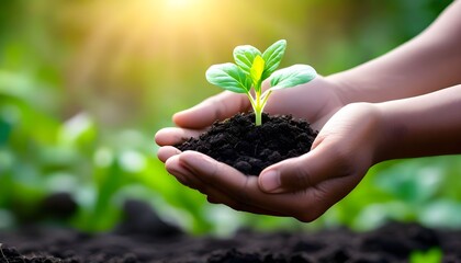 A child's hands cradle a small seedling with soil, bathed in sunlight.