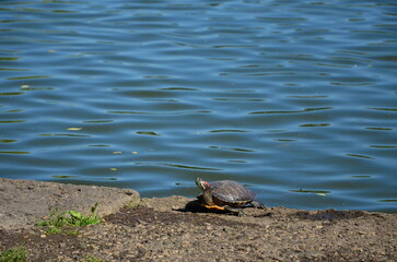 a turtle basks in the sun on the lake embankment