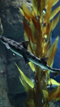 Leopard Shark (Triakis semifasciata) &ndash; 4K Close-Up of Spotted Coastal Shark
