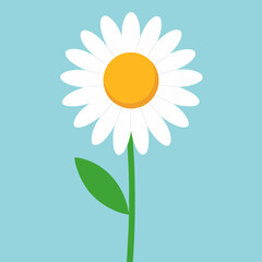 camomile on blue background