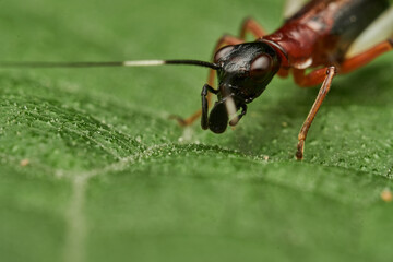 closeup view of cricket head and mouth